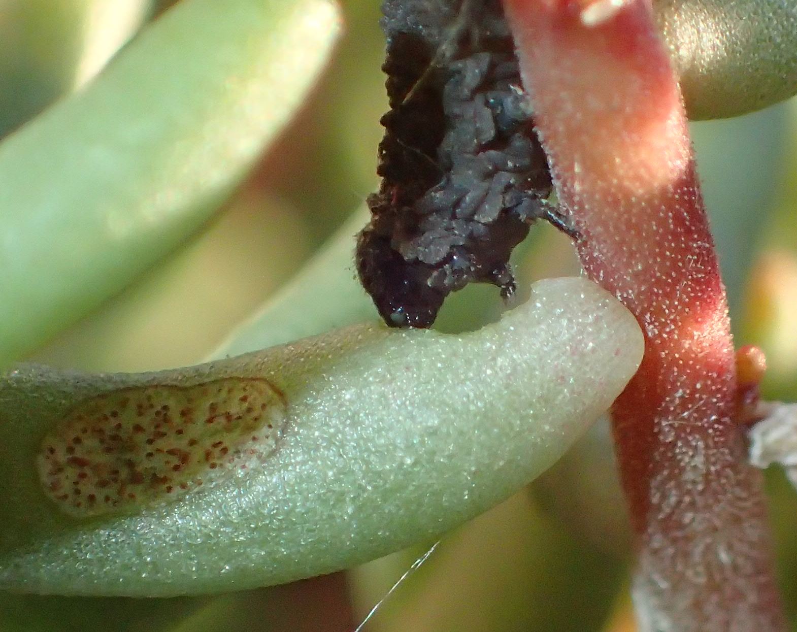 Bruchetti grigi:  larva di Tenthredinidae:  Athalia cornubiae